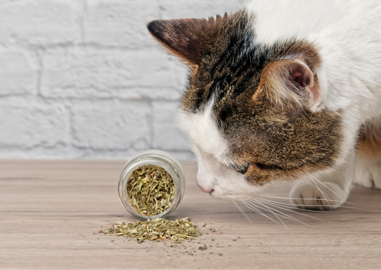 Catnip Treats